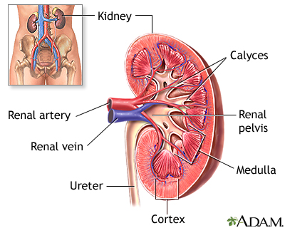 Infecția urinara: cauze, simptome, tratament și prevenire